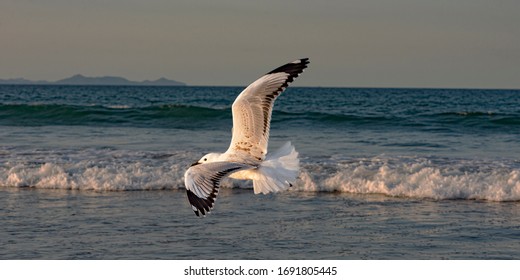  Seagull flying on sea surface background