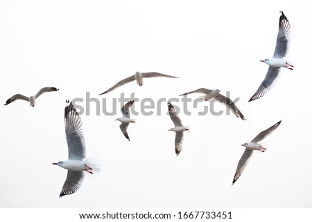 seagull flying on white background .
