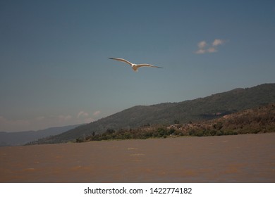 Seagull Flying Over The Aquatic Area Of Pátzcuaro Lake Mexico Main Place Of Food Supply For Birds

