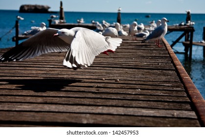 Seagull flying over a beach boardwalk in Jurien Bay, Western Australia.