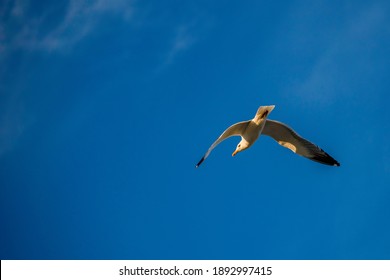 seagull flying over the field