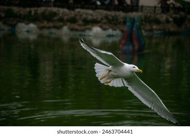 Seagull flying over the lake. Seagulls playing in the sea, taking off, floating. - Powered by Shutterstock