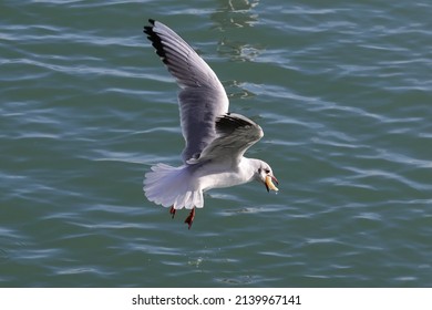 Seagull Flying Over The Lake's Water With Bread Or Chips In It's Beak. Color Illustration Photo For Feeding Animals, Birds.