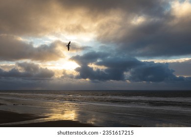 Seagull flying over Lincoln City Beach during sunset as seen from the Neptune Suite at Starfish Manor Hotel
