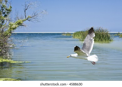 Seagull Flying Over McGrath State Park Estuary In Ventura County, CA