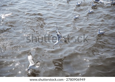 Seagull Flying Over the Ocean