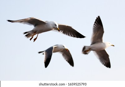 Seagull flying over the sea - Shutterstock ID 1659525793