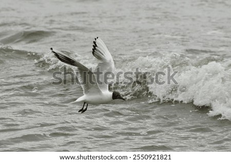 Similar – Foto Bild bird flew by Umwelt Natur