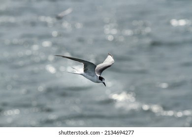 Seagull flying over the sea. Common Tern (Sterna hirundo) is a seabird in the family Laridae. The terns are small to medium-sized seabirds closely related to the gulls, skimmers and skuas.