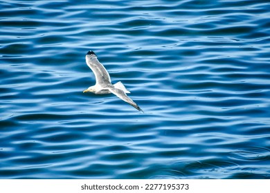 seagull flying over the sea, photo as a background, digital image