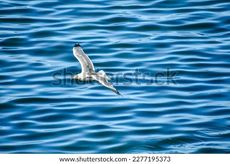 seagull flying over the sea, photo as a background, digital image