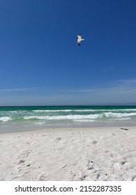 Seagull Flying Over The Shoreline Of Florida White Sand Beach