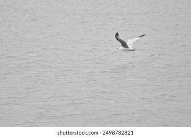 A seagull is flying over the water. The sky is gray and the water is calm. - Powered by Shutterstock