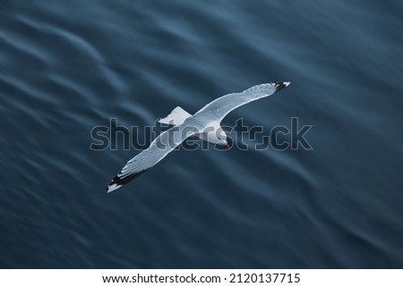 seagull flying over the water surface 