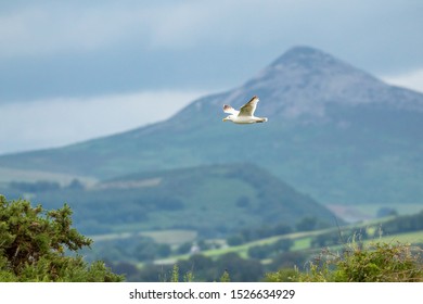 Seagull Flying Past The Great Sugar Loaf