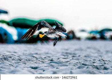 Seagull Flying With A Potato Chip On The Beach