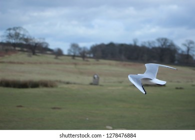A seagull flying from right to left with fields in background.