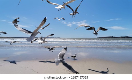Seagull flying at seaside in a warm sunny day in Morocco