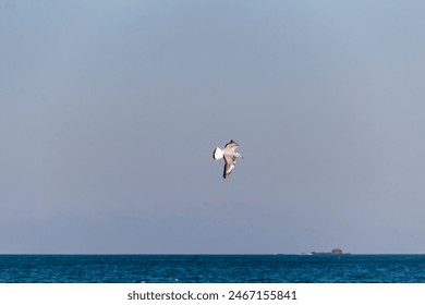seagull flying in the sky
