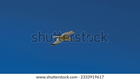 Similar – Image, Stock Photo Bye bye, summer Seagull