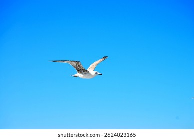 Una gaviota está volando, el cielo es azul y sin nubes