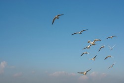 Seagull Flying In Sky. Seagull Flying Sky As Freedom Concept