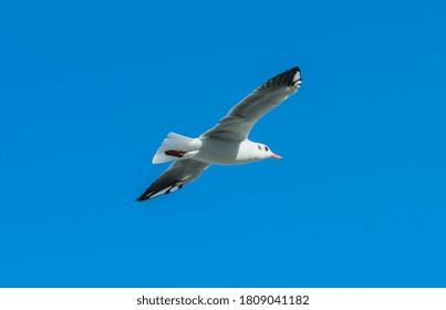 Seagull Flying In The Sky. Single Seagull Flying In A Blue Sky Background. Silhouette  Bird.  Marine Birds