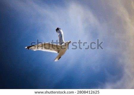 Seagull Flying in the Sly