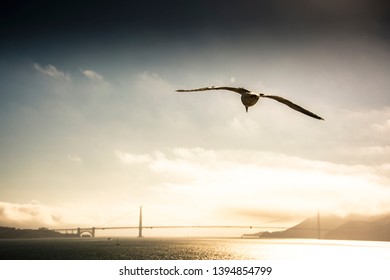 Seagull flying at sunset on Alcatraz Island (San Francisco)
In the distance, almost clouded by the sun, you can experience the wonderful Golden Gate Bridge. - Powered by Shutterstock