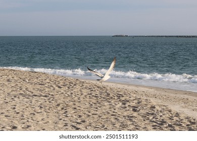 seagull flying take off by the ocean water sand waves crashing coastal wildlife nature flying sea bird wings - Powered by Shutterstock