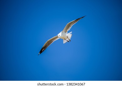 Seagull flying and take off in Pacific Ocean