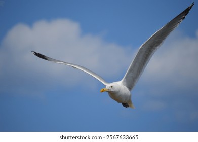 Gaviota volando por el