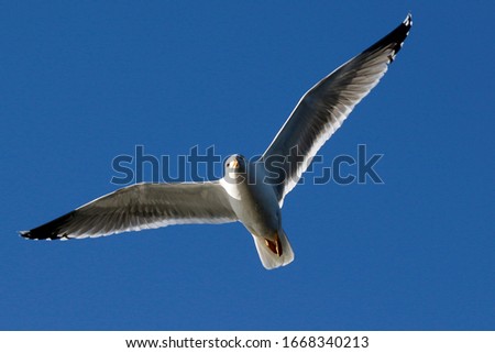 Similar – Image, Stock Photo Two make a summer Seagull