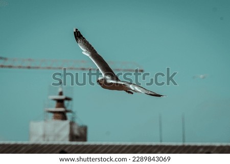 Similar – Foto Bild Möwe_Strand_Himmel