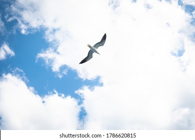 Seagull Flying. A Wild White Sea Bird Hovers In The Air Under The Clouds. Flight Of A Seagull Close Up In The Sky.