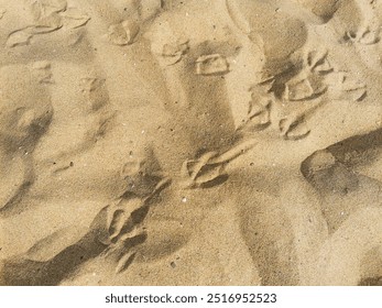 Seagull footprints on sand. top view. deserted sandy beach. natural texture for background or design - Powered by Shutterstock