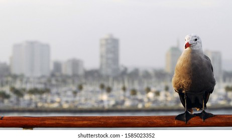 A Seagull In Front Of Long Beach, California / USA