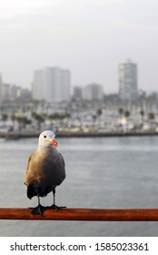 A Seagull In Front Of Long Beach, California / USA