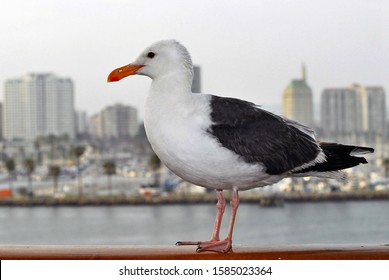 A Seagull In Front Of Long Beach, California / USA