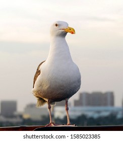 A Seagull In Front Of Long Beach, California / USA