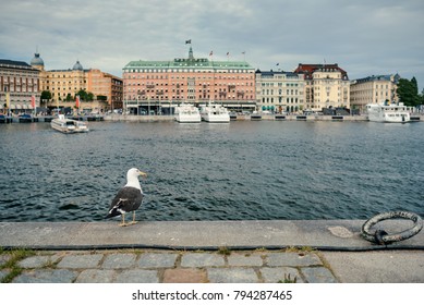 A seagull in front of an old part of Stockholm, Sweden. A seagull in a Scandinavian city.