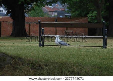 Seagull in front of a parkbench