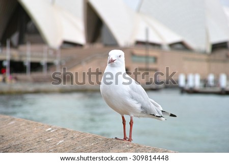 Seagull in front of Sydney opera.