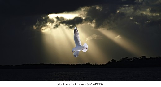 Seagull in full flight with a background of light golden crepuscular ray sunbeams streaming through pitch black nimbostratus sunset clouds. Nature animal background photography.







