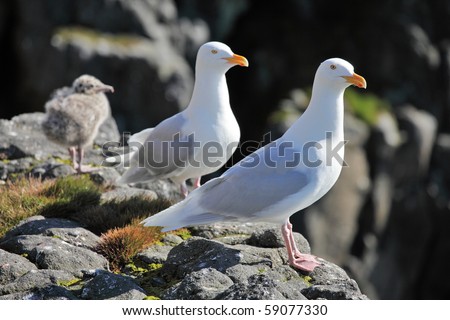 Seagull - Glaucous Gull (Larus hyperboreus), with nestling on a rock on a background of the blue sea. Russian Arctic, Franz Josef Land