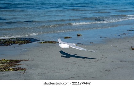 A Seagull Glides Only Inches Above A Sandy Beach At The Waterline. Sunshine Creates A Sharp Shadow Below The Bird.