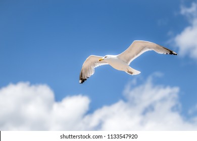 Seagull glides under a blue white clouds sky