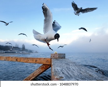 Seagull grabs a piece of bread on the railing, flock of seagulls on the seashore, close photo of the seagull, seagull in flight