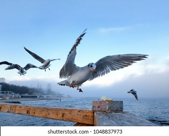 Seagull grabs a piece of bread on the railing, flock of seagulls on the seashore, close photo of the seagull, seagull in flight