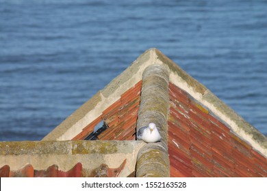 Seagull Havinga Rest In The Sun On A Pantile Roof